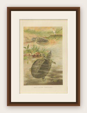 Soft River Tortoises, Antique Reptile Natural History Print, c.1895, shown framed