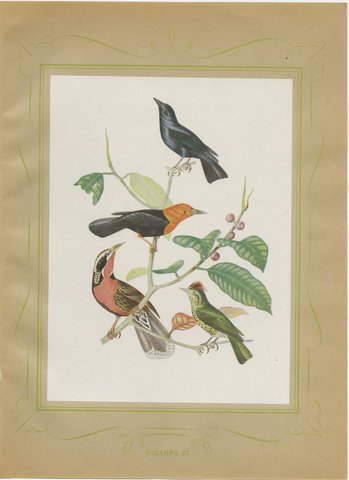 Blackbirds and Marsh Birds, Brazilian Bird Print, Descourtilz, 1944, view 2