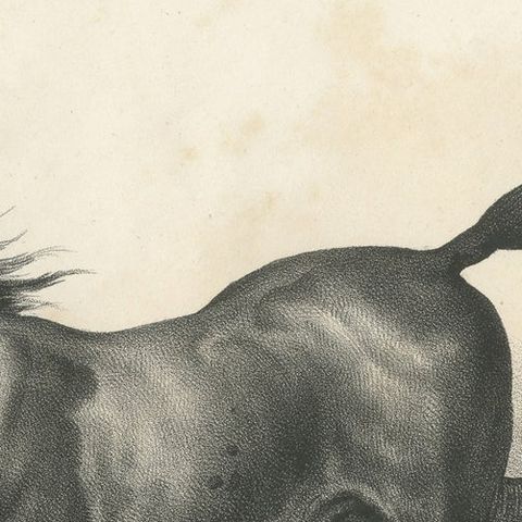 Original Antique Print of a Wild Horse, close-up 1