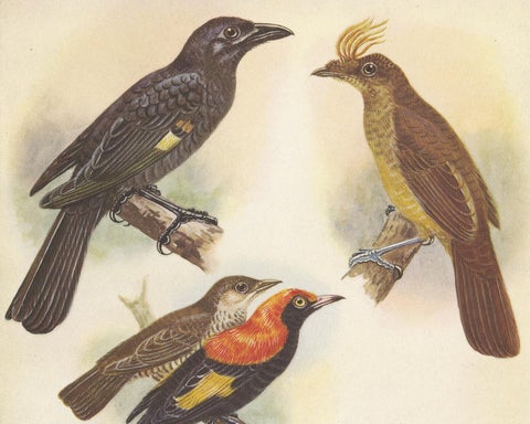 Antique Print of the Archbold's Bower-Bird, Crested Golden Bird and Other, 1950, view 2