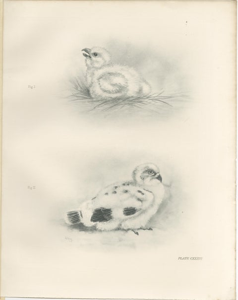 Adult Sparrowhawk and Chicks Antique Bird Prints, Set of Two, circa 1908, view 3