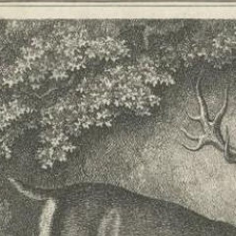 Antique Print of a Male Deer, 1812, close-up 1