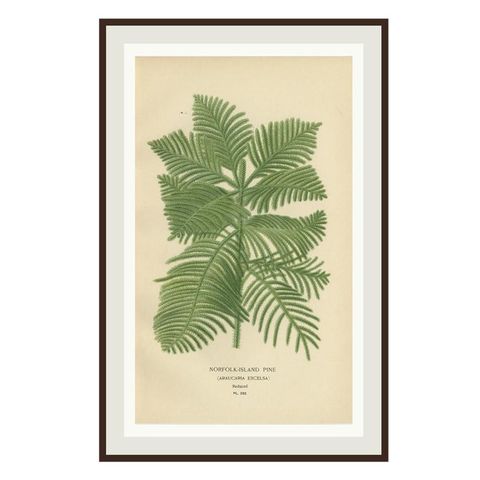 Orchids & Norfolk Pine, Set of 3 Antique Botanical Lithographs 1897, close-up 1