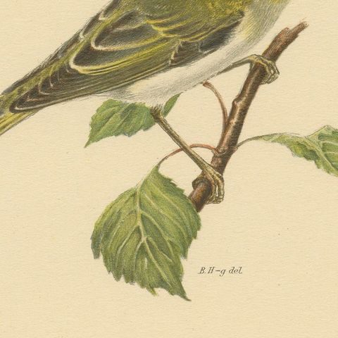 Melody in Green: Vintage Bird Print of The Wood Warbler by M. von Wright, 1927, close-up 4