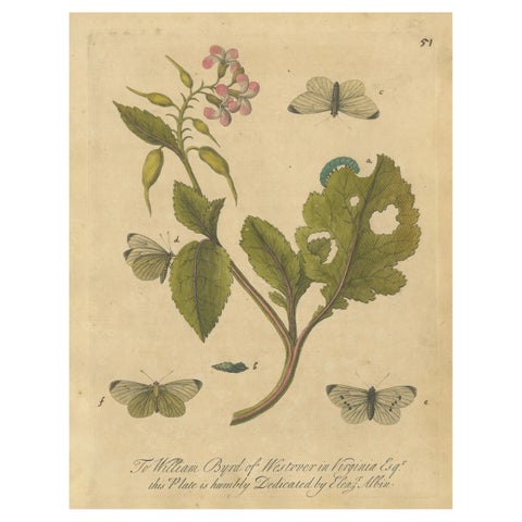 Butterfly Life Cycle on Flowering Plant, Albin Hand-Colored Engraving, ca.1720