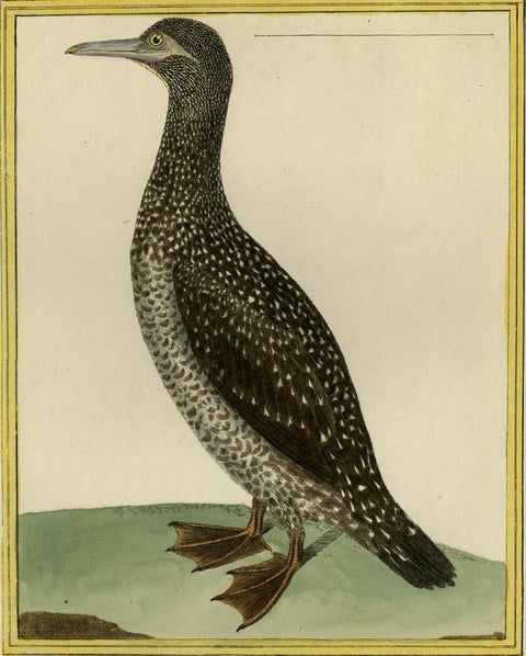 Original Hand-Colored Antique Bird Print of The Northern Gannet, ca.1770, close-up 1