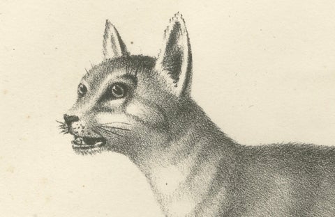 19th-Century Lithograph of the African and European Wild Cats in Natural Poses, close-up 1