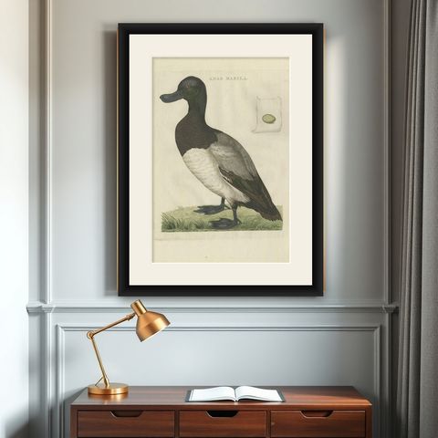 Greater Scaup, Antique Bird Engraving Anas Marila by Nozeman and Sepp, 1770, shown framed on a wall