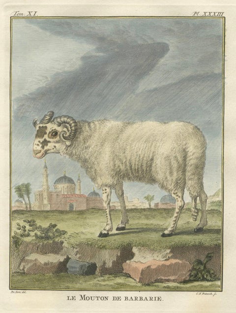 Rare Barbary Sheep Engraving, Hand-Coloured Buffon Amsterdam Edition, 1769, close-up 1