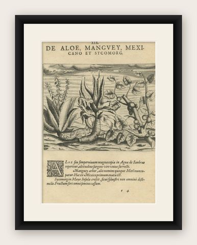 New World Flora: Aloe, Maguey, and Mexican Plants in De Bry's 1601 Work, shown framed