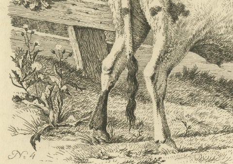 Etching of Grazing Cow by Fence: Farm Scene, Produced by A.Oberman in 1809, close-up 2
