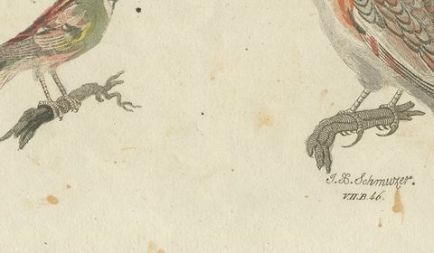 Yellowhammer, Ortolan and Buntings, Antique Bertuch Print, Vienna, circa 1805, close-up 2