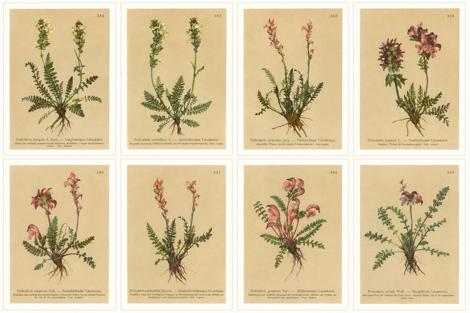 Eight Small Original Antique Pedicularis Wildflower Prints from the Alps, 1897