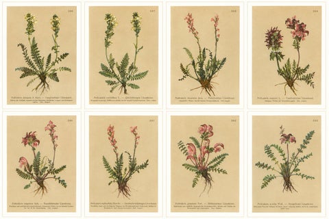 Eight Small Original Antique Pedicularis Wildflower Prints from the Alps, 1897