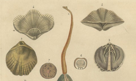 Marine Curiosities: An Assortment of Shells and Sea Life, 1845, close-up 4