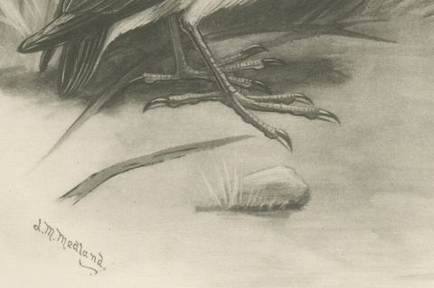 Little Bittern, Antique Bird Print after Lilian Medland, circa 1909, close-up 1