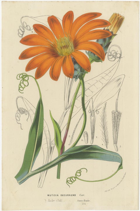 Vibrant Botanical Portraits: Exquisite Plant Illustrations from the 19th Century, view 5