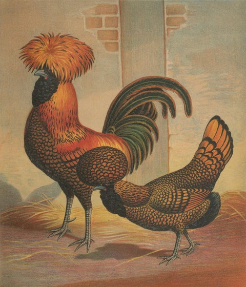 The Magnificent Golden Polish Chicken - A Rare 19th Century Poultry Lithograph, close-up 5