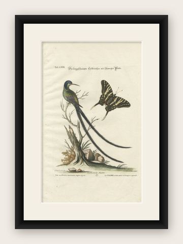 Long-Tailed Black-Headed Hummingbird and Butterfly Engraving by Seligmann, 1770, shown framed