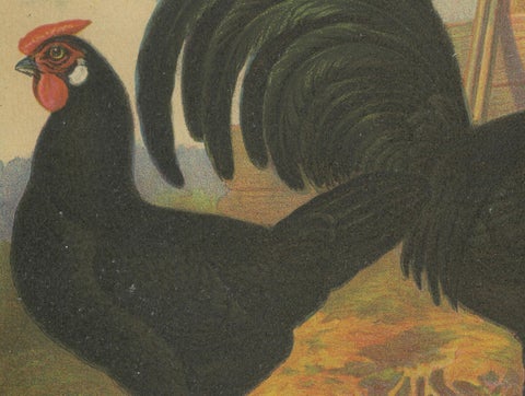 The Sleek Black Hamburg Chicken - A Rare 19th Century Poultry Lithograph, close-up 2