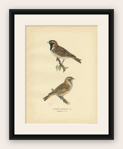 Antique Bird Print of the Lapland Longspur by Von Wright, 1927, shown framed