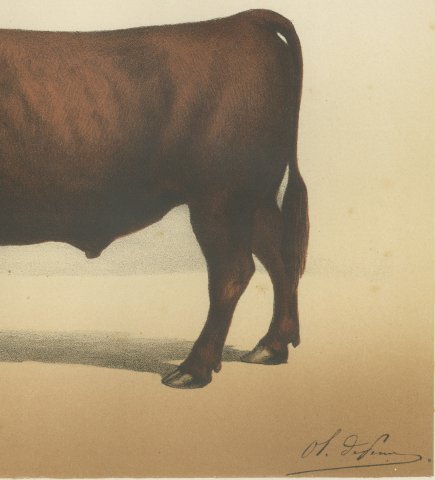 Salers Ox, French Cattle Breed, Antique Chromolithograph by Borie, 1863, close-up 3