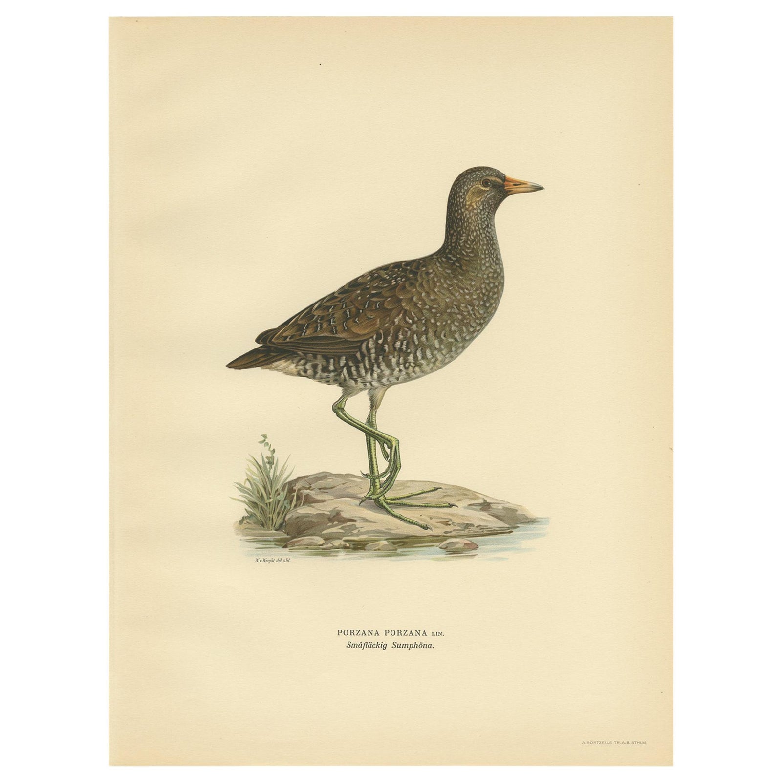 Antique Bird Print of the Spotted Crake by Von Wright '1929'