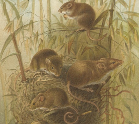 Harvest Mouse, Antique Natural History Chromolithograph, 1894, close-up 5