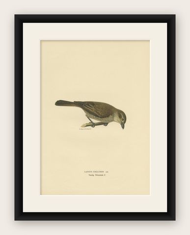 Antique Bird Print of the Red-Backed Shrike by Von Wright '1927', shown framed