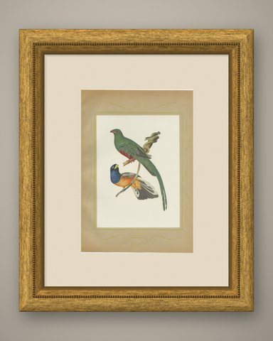 Quetzal and Trogon, Brazilian Bird Print, Descourtilz, 1944, shown framed