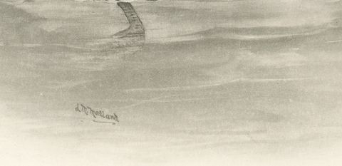 Diving Duck, Antique Bird Print after Lilian Medland, circa 1909, close-up 1