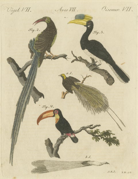 Original Antique Print of Toucan, Hornbill and Birds of Paradise, 1790, close-up 3