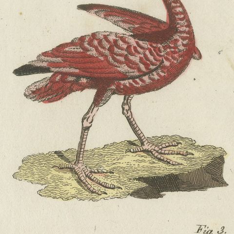 Scarlet Ibis and Other Ibises, Antique Bertuch Print, Vienna, circa 1812, close-up 3