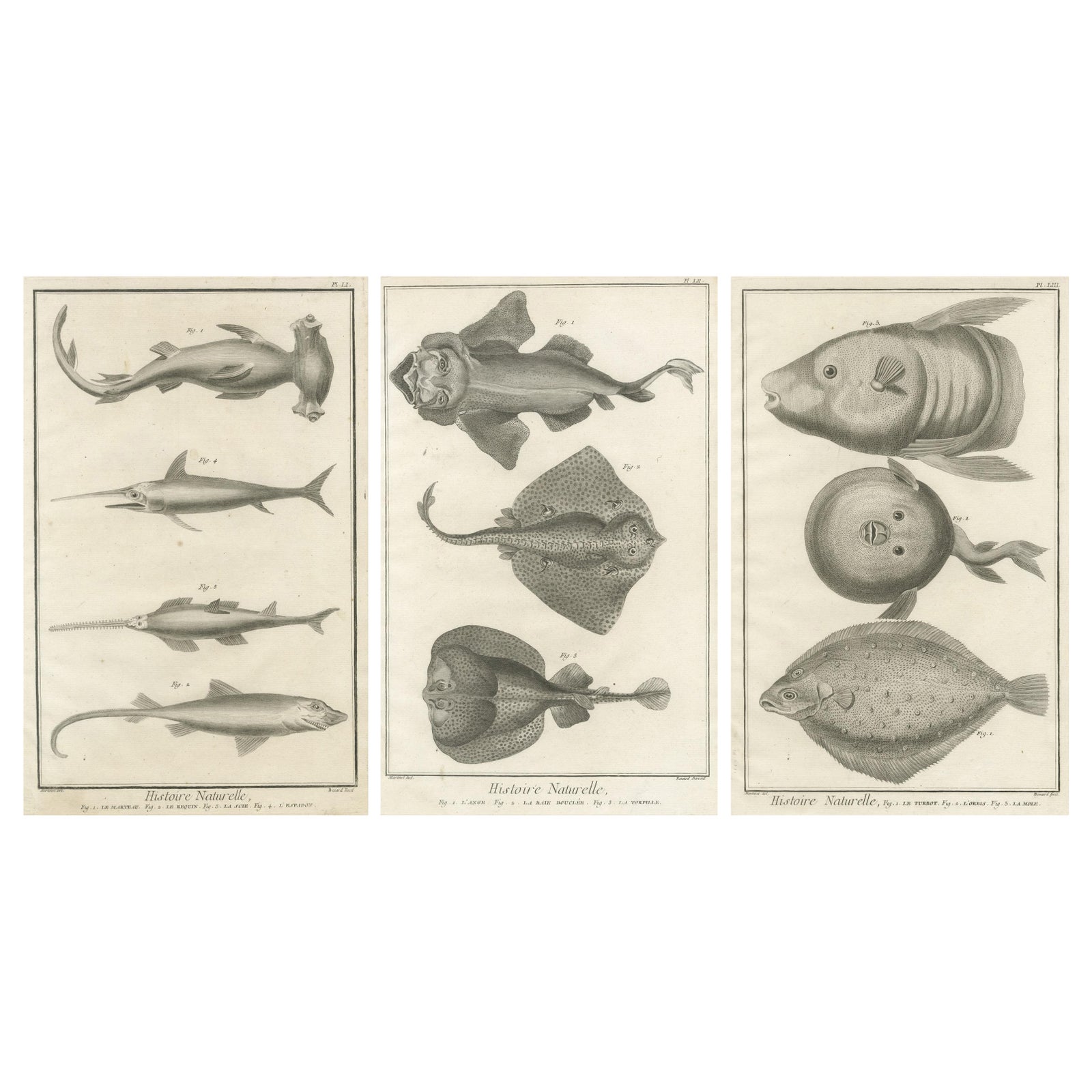 Decorative Set of Three Antique Fish Prints - Ornamental History Prints, ca.1770