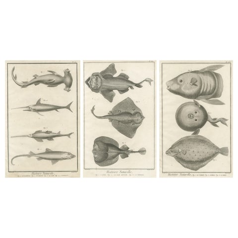 Decorative Set of Three Antique Fish Prints - Ornamental History Prints, ca.1770