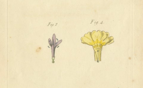 Antique Botanical Engraving of Dyer's Alkanet and Primrose Varieties - 1803, close-up 2