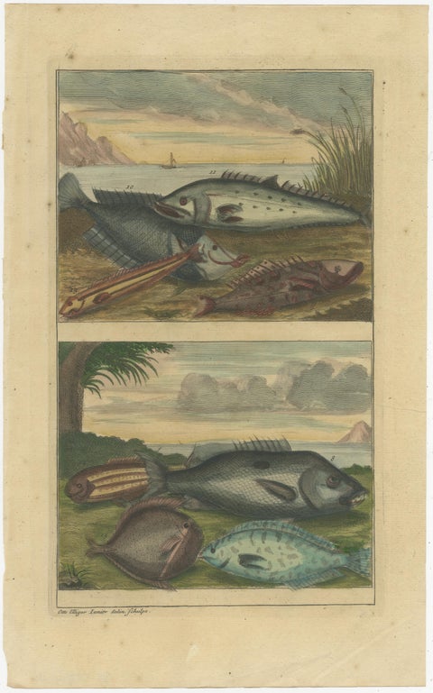 Set of 4 Colored Antique Prints of Various Fishes and Crustaceans, view 5