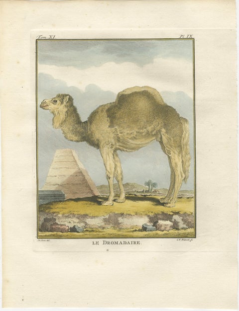 Antique Dromedary Camel Engraving, Buffon Hand-Coloured Print Amsterdam 1769, view 2