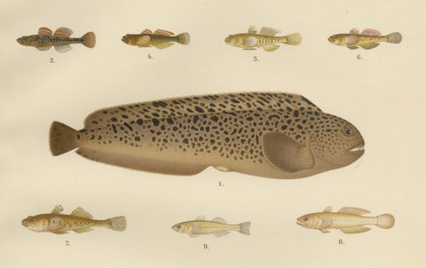 Spotted Wolffish, Broadhead Wolffish, and Gobies - Scandinavian Fish Litho, 1895, close-up 4