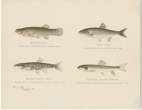 Set of 2 Chromolithographs Depicting Eight '8' Kinds of Fish, ca.1902, view 2