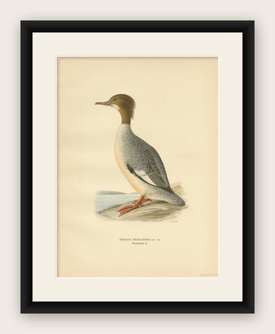 Antique Bird Print of a Female Common Merganser by Von Wright, '1929', shown framed