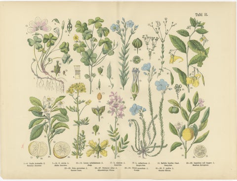German Botanical Plates, Wildflowers & Medicinal Plants, Stuttgart c.1890, view 2