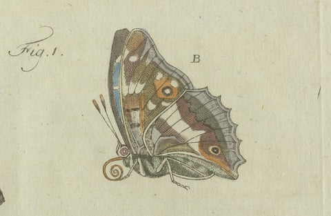 18th-Century Hand-Colored Engraving of Butterflies and Larvae by J. B. Schmuzer, close-up 2