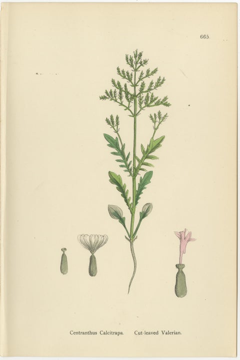 Set of 10 English Botanical Prints 1902, Valerian & Lamb’s-Lettuce, view 5