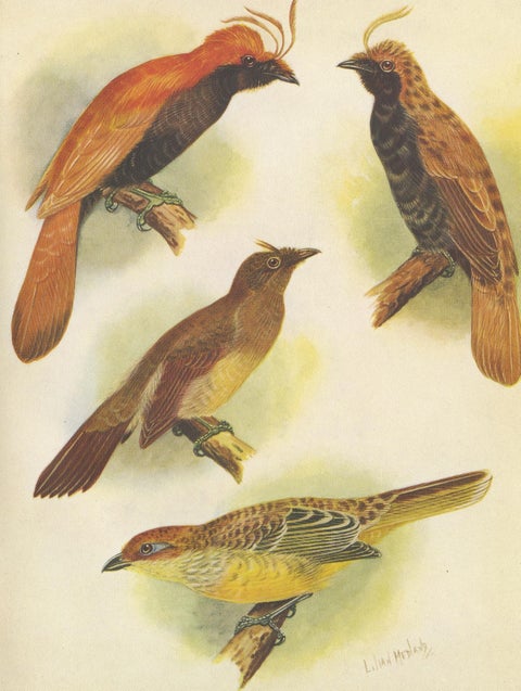 Antique Print of various Crested Golden Bird & Lauterbachs Bower Bird, 1950, view 4