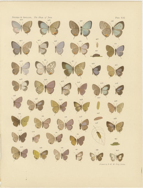 Javanese Butterflies, Three Antique Chromolithograph Plates, Java 1908–1910, view 4