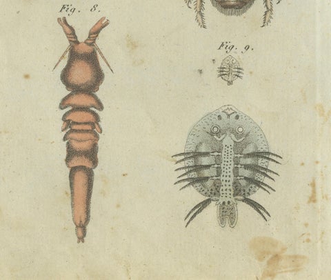 Intricate Arachnids and Insects: Hand-Colored Engraving Published in 1805, close-up 2