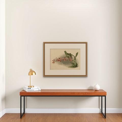 Large Antique Botanical Print, Orchid Odontoglossum Hybridum Leroyanum, c.1888, shown framed on a wall