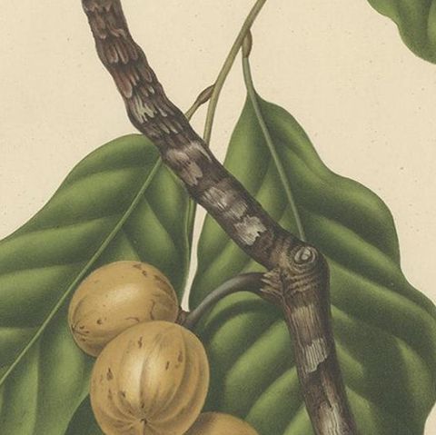 Lansium Domesticum, Langsat Botanical Lithograph c.1863, close-up 2