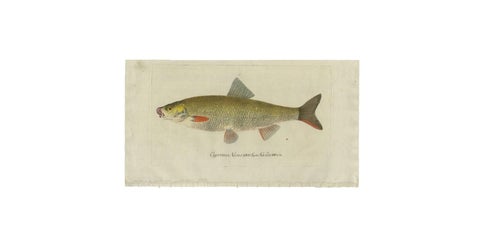 Antique Fish Print 'Cyprinus Nasus' by C. von Meidinger, 1785, view 4